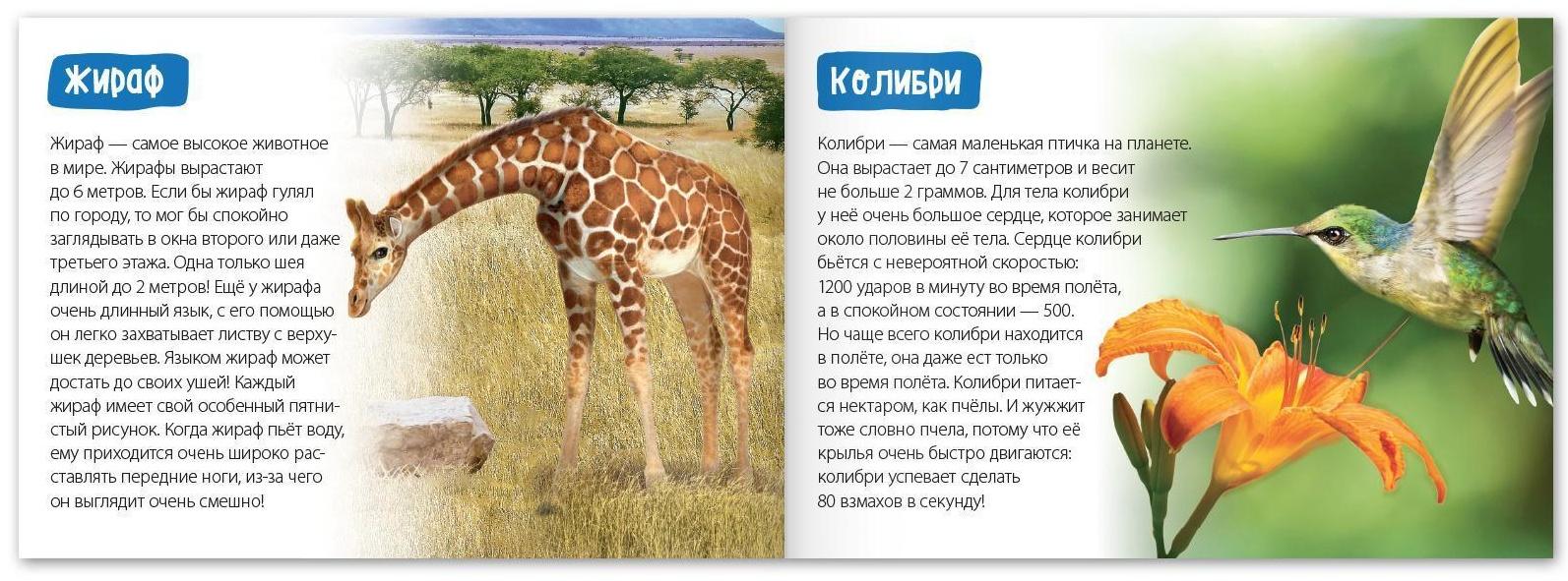 Обучающая книга «Животные-рекордсмены», 20 стр.