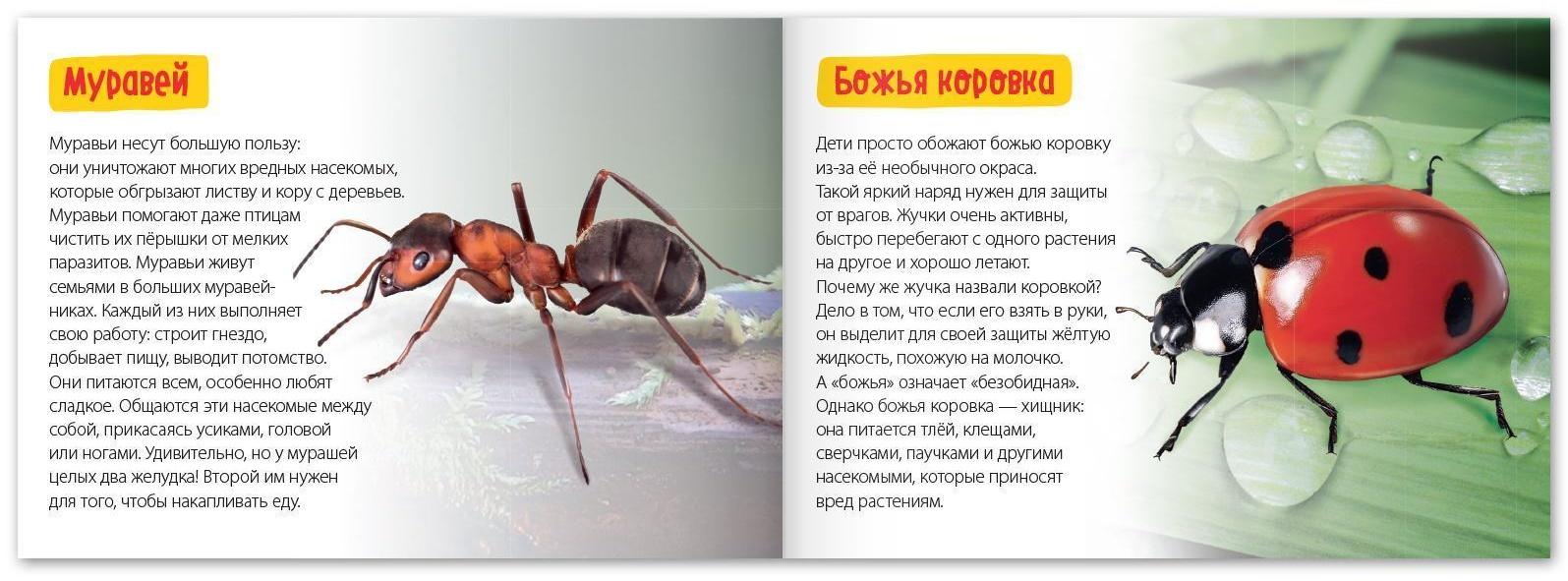 Обучающая книга «Удивительные насекомые», 20 стр.