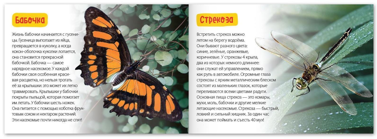 Обучающая книга «Удивительные насекомые», 20 стр.