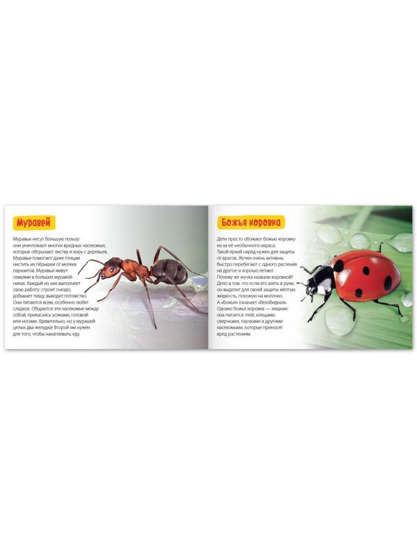 Обучающая книга «Удивительные насекомые», 20 стр.