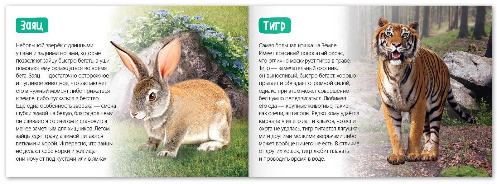 Обучающая книга «Лесные животные», 20 стр.