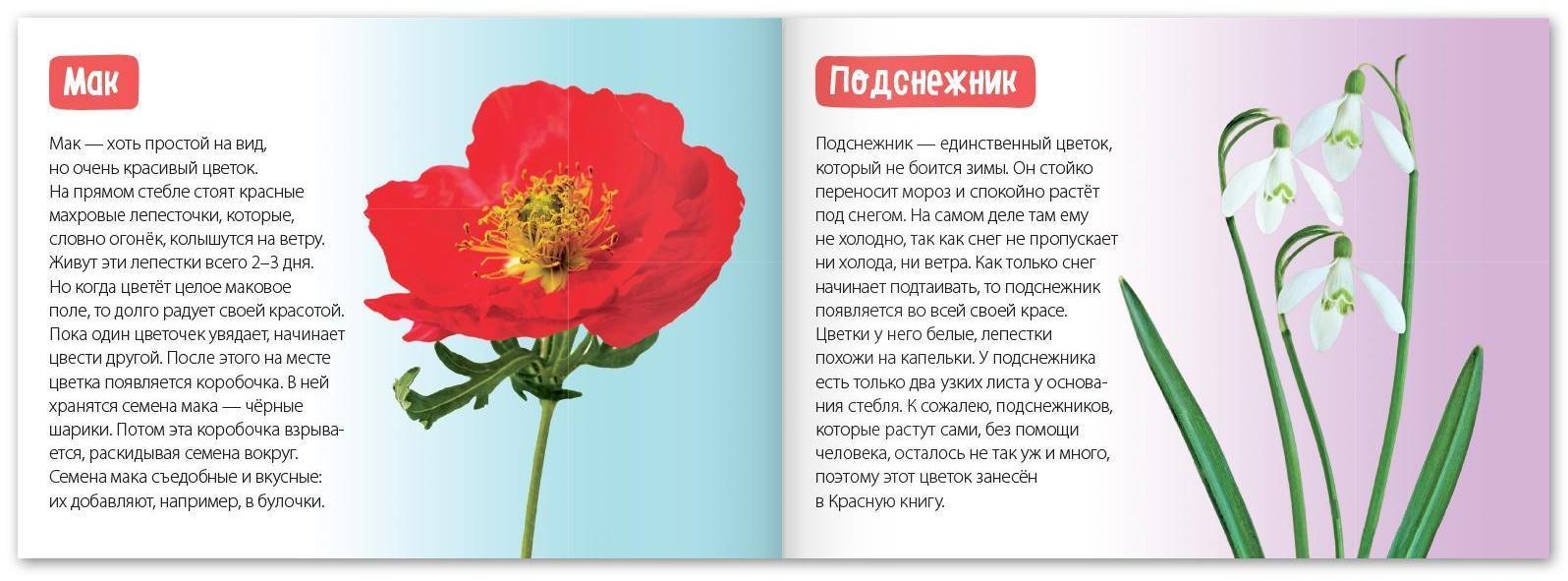 Обучающая книга «Цветы», 20 стр.