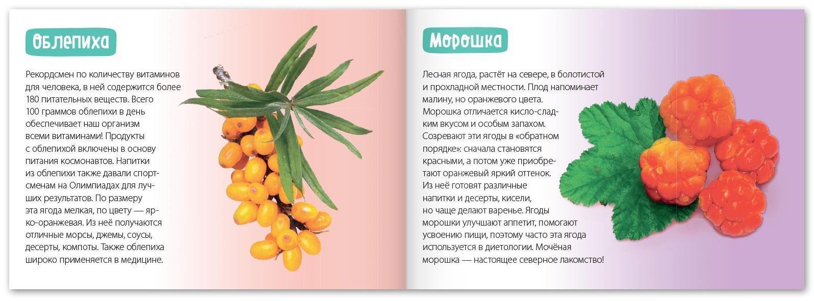 Обучающая книга «Полезные ягоды», 20 стр.