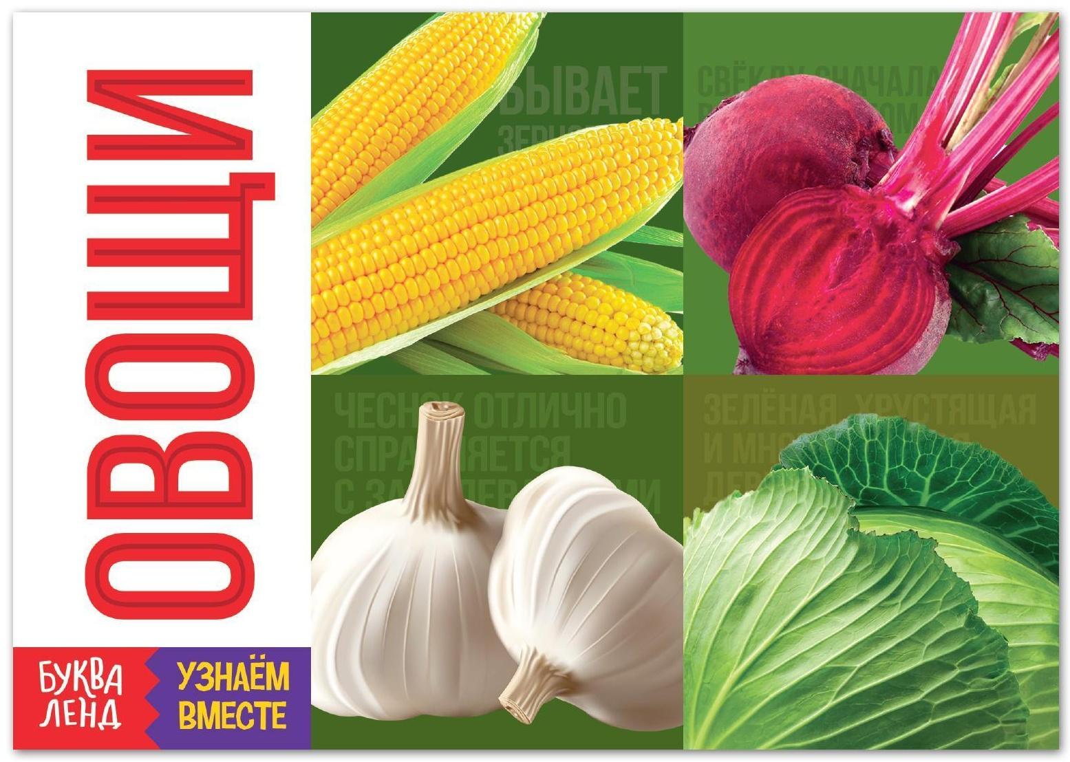 Обучающая книга «Овощи», 20 стр.