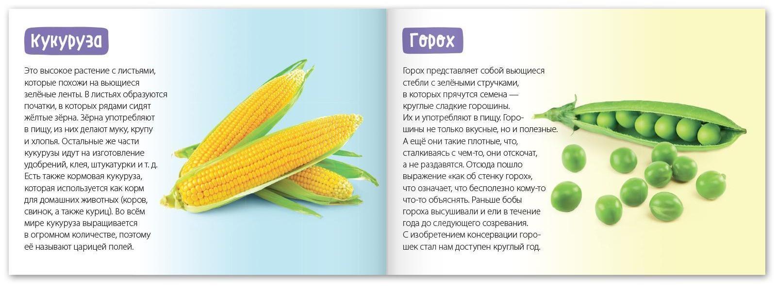 Обучающая книга «Овощи», 20 стр.