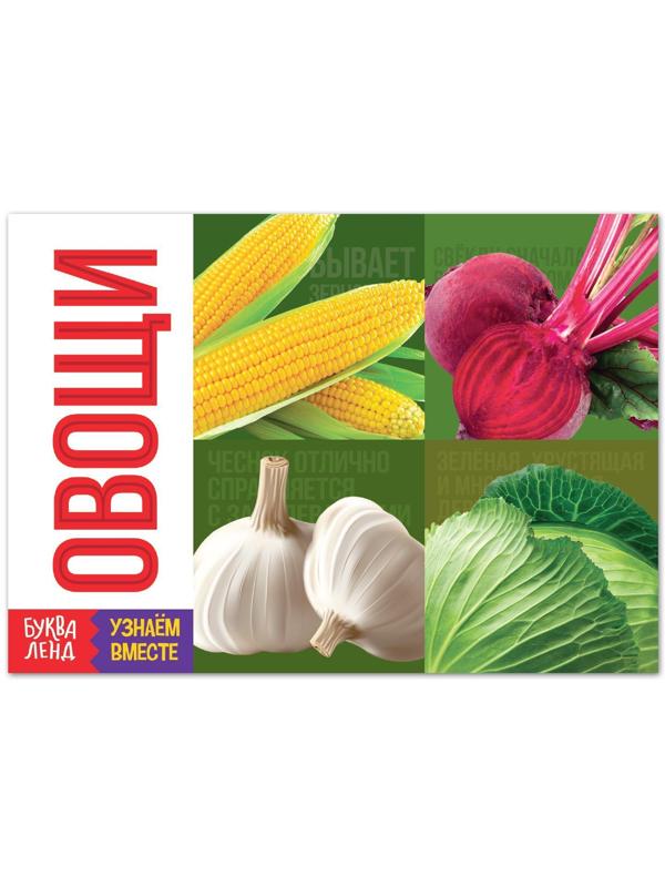 Обучающая книга «Овощи», 20 стр.