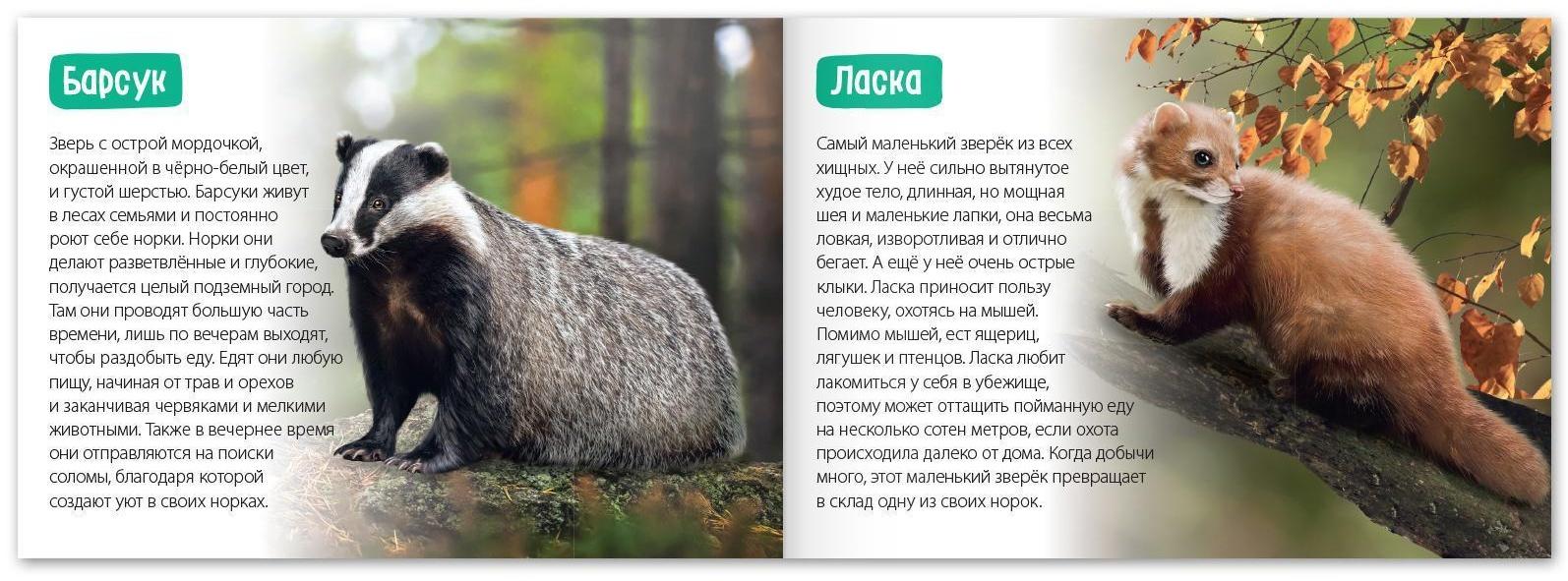 Обучающие книги набор «Удивительный мир» 6 шт. по 20 стр.