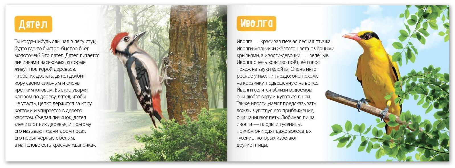 Обучающие книги набор «Удивительный мир» 6 шт. по 20 стр.