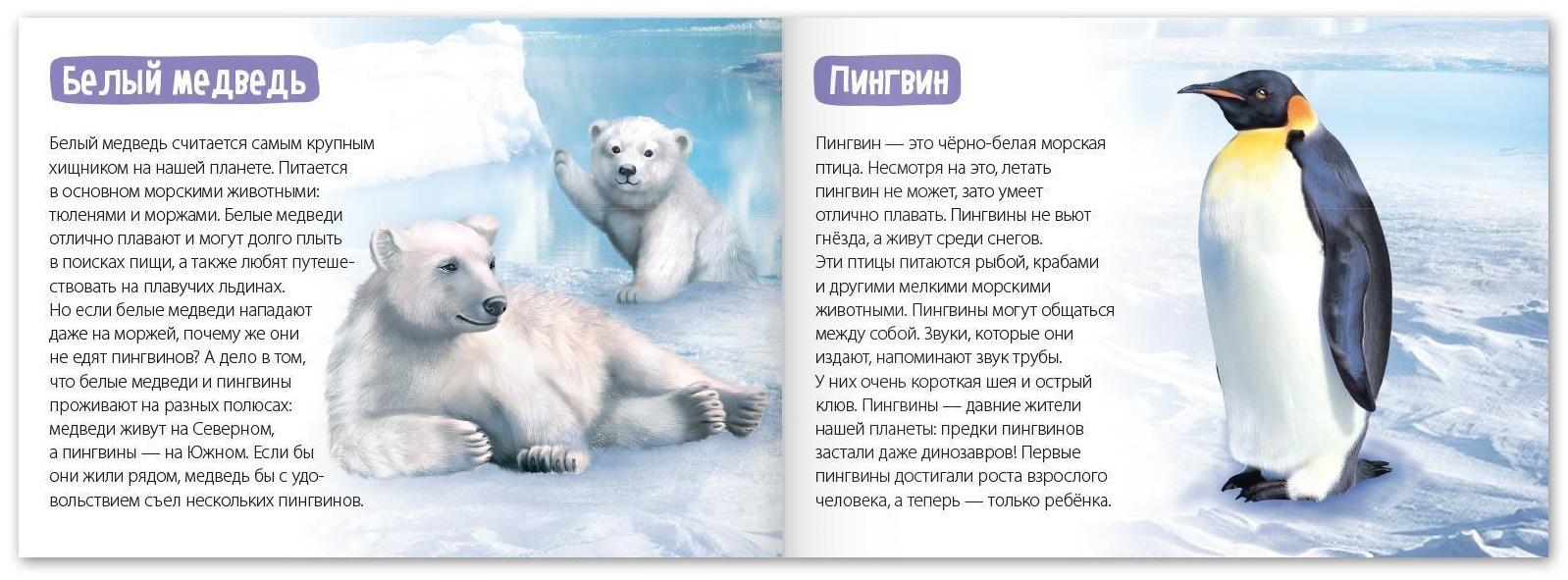 Обучающие книги набор «Удивительный мир» 6 шт. по 20 стр.