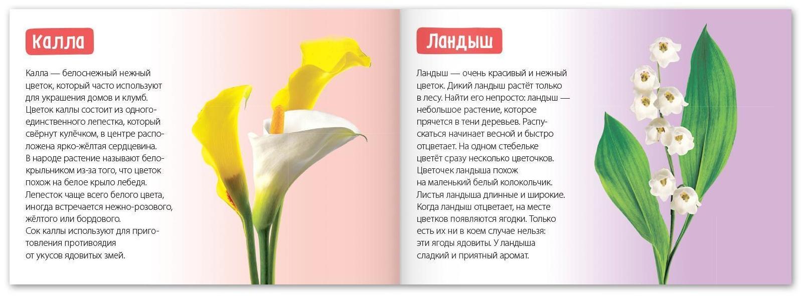 Обучающие книги набор «Про всё на свете» 6 шт. по 20 стр.