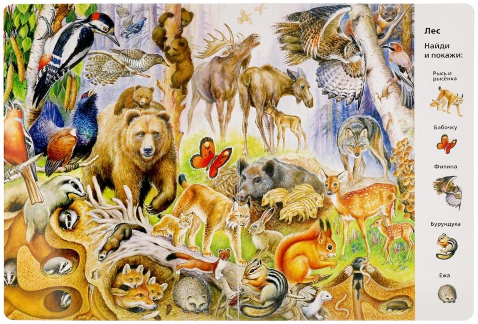 «Найди и покажи. Животные», Виммельбух