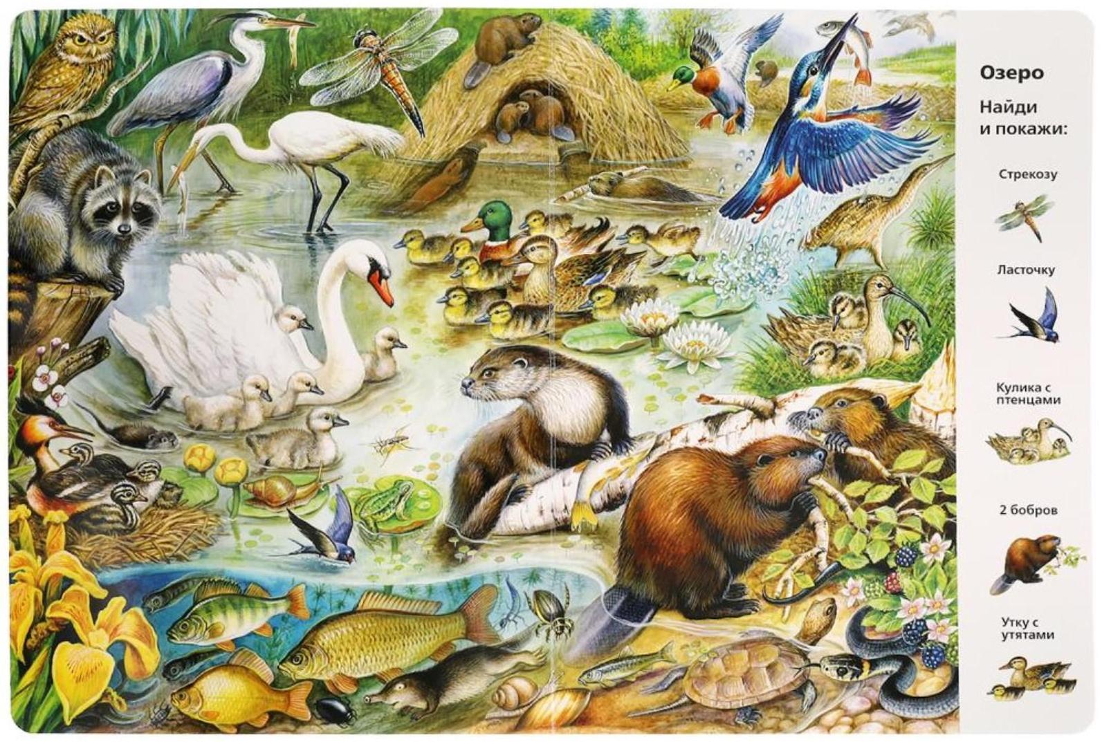 «Найди и покажи. Животные», Виммельбух