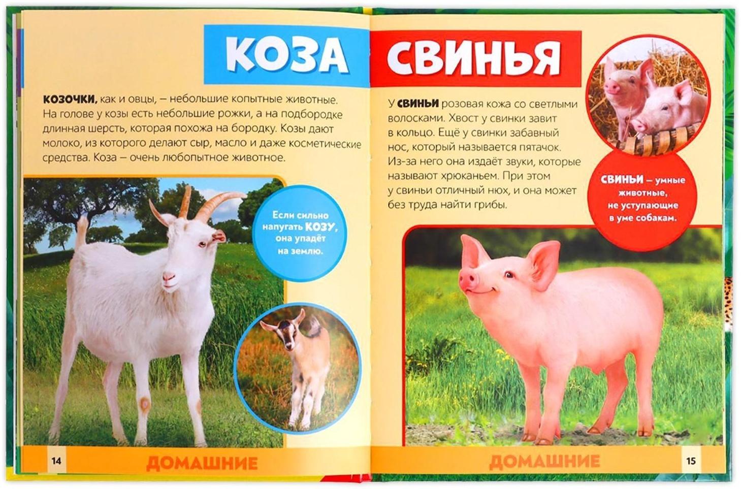 Фотоэнциклопедия для детей «В мире животных», 48 стр.