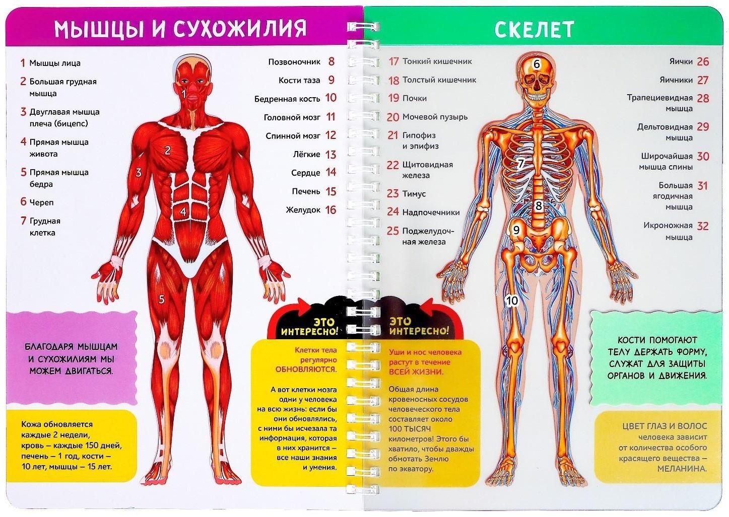 Книга с прозрачными страницами «Моё тело», 32 стр.