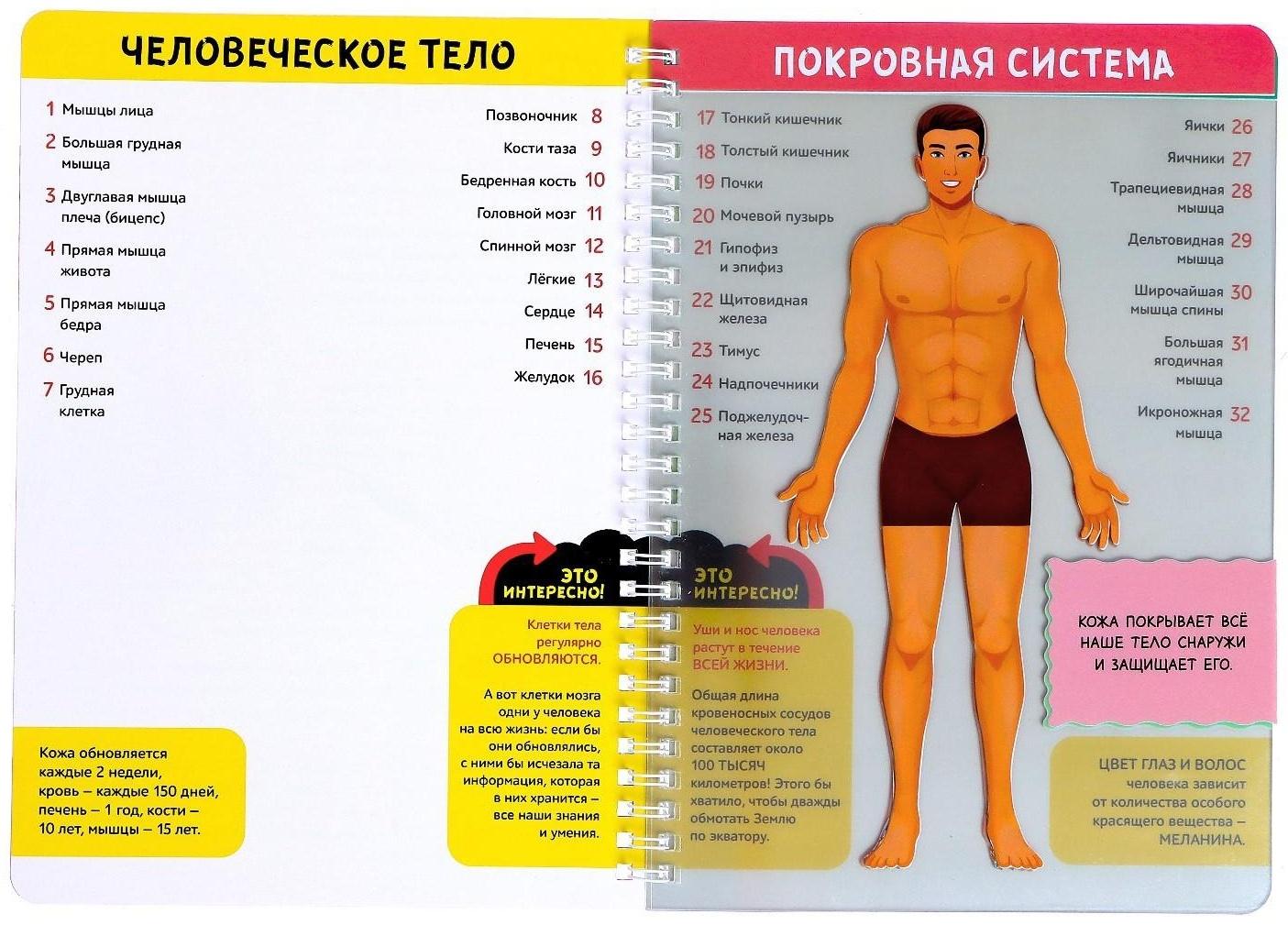 Книга с прозрачными страницами «Моё тело», 32 стр.