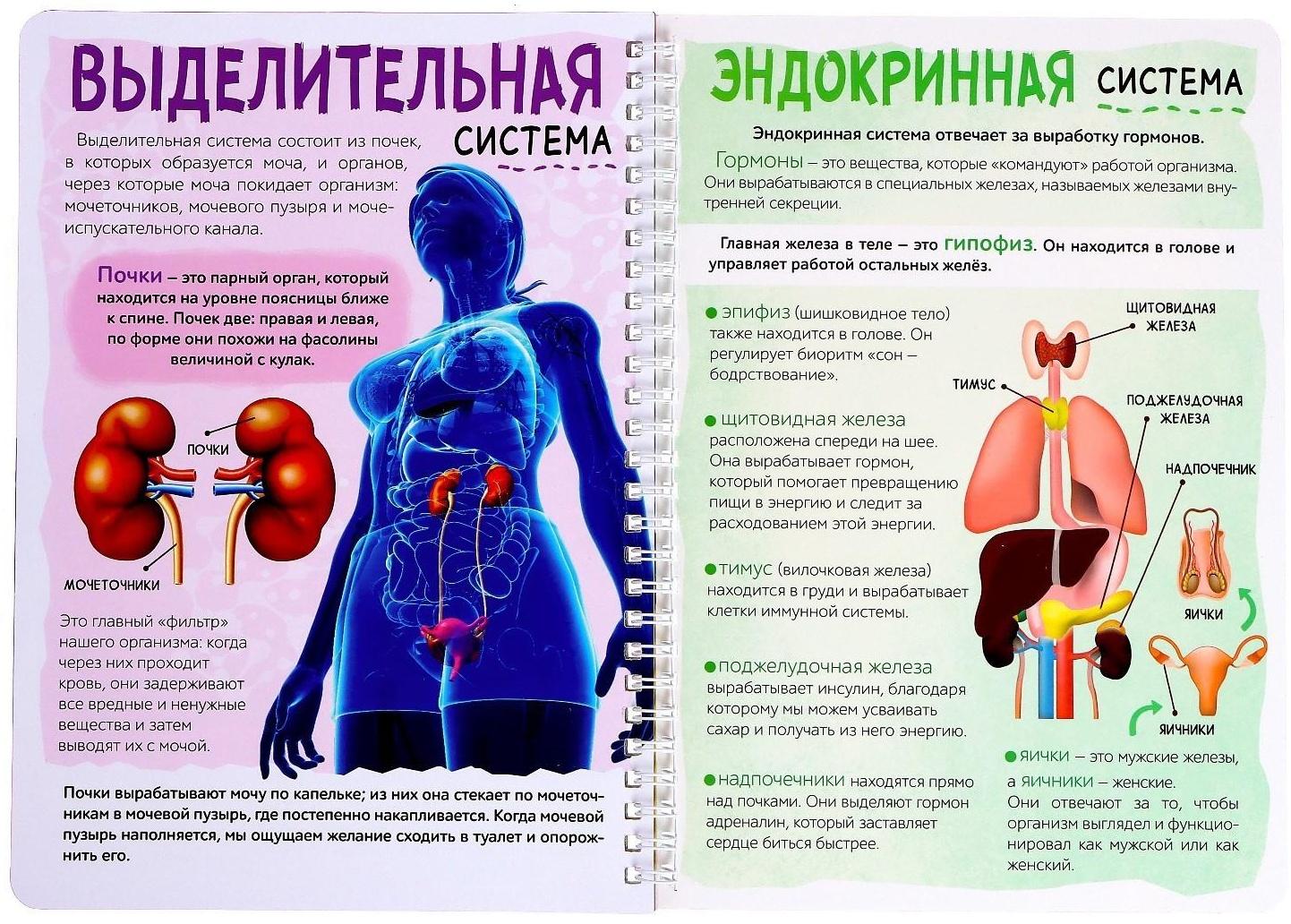 Книга с прозрачными страницами «Моё тело», 32 стр.