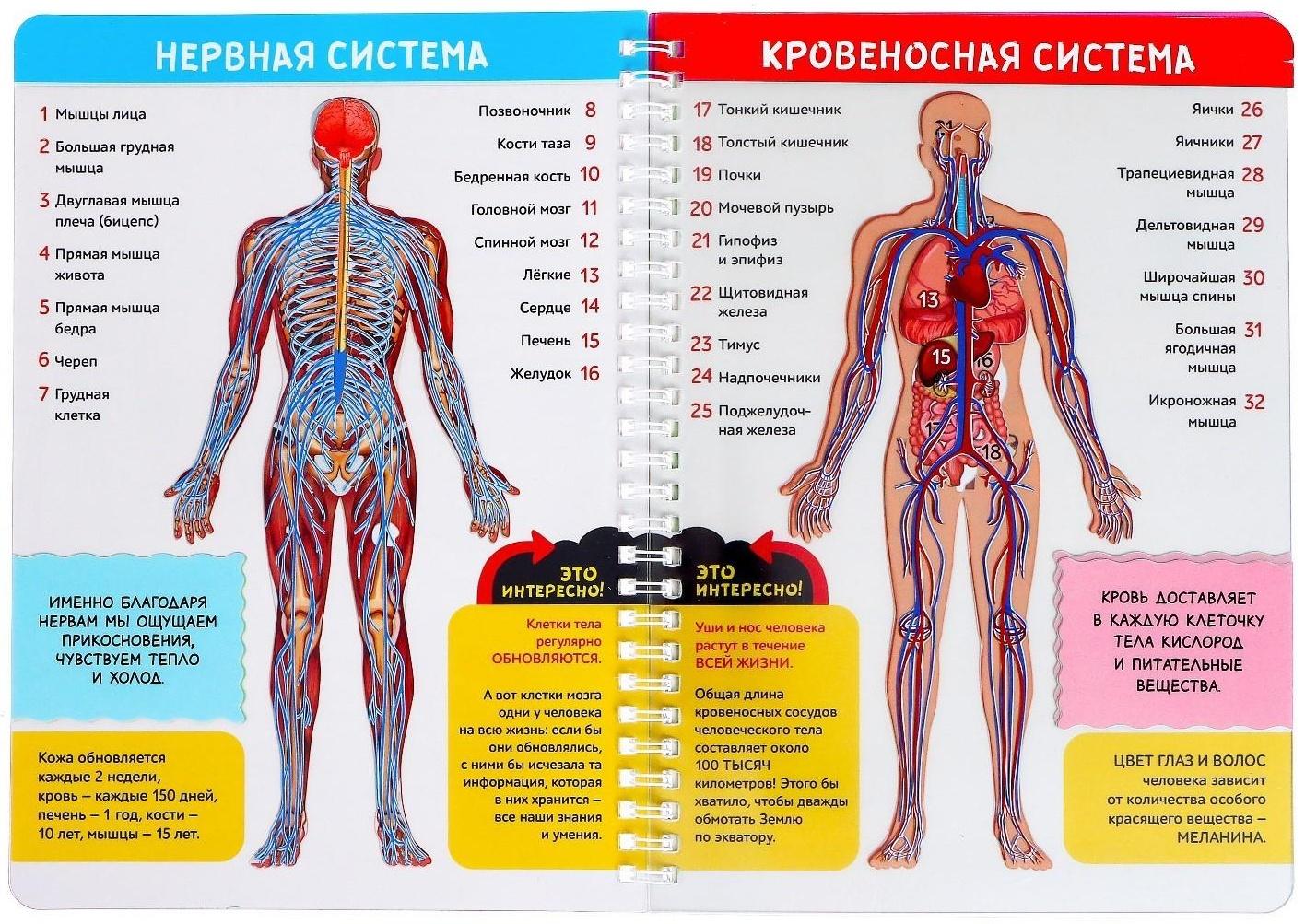 Книга с прозрачными страницами «Моё тело», 32 стр.