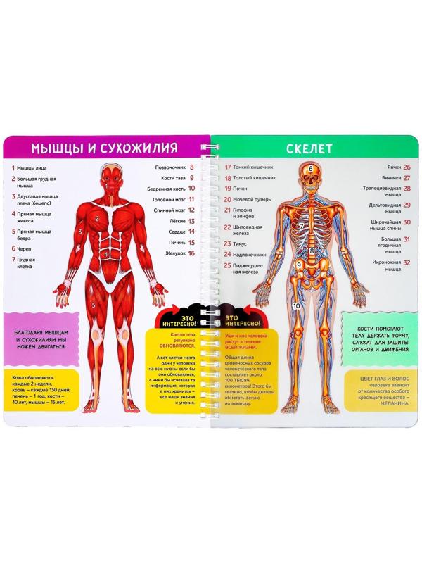 Книга с прозрачными страницами «Моё тело», 32 стр.