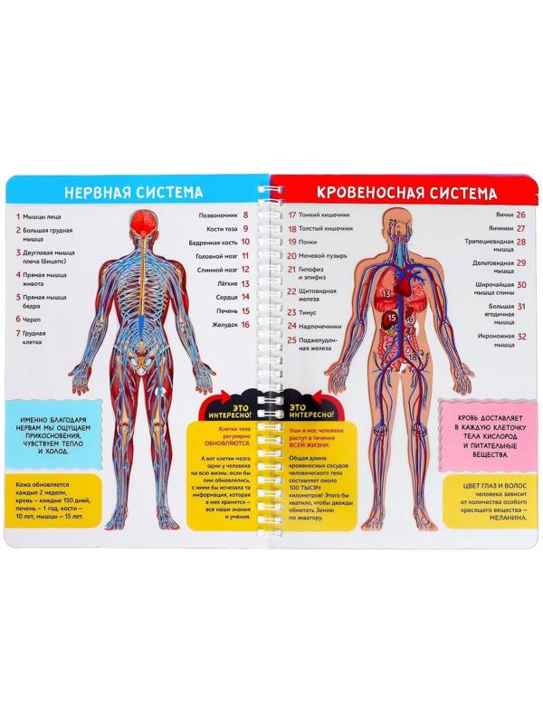 Книга с прозрачными страницами «Моё тело», 32 стр.