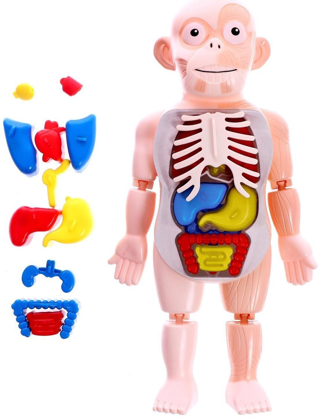 Набор для опытов «Научный набор 2В1», модель тела человека и лабораторная посуда