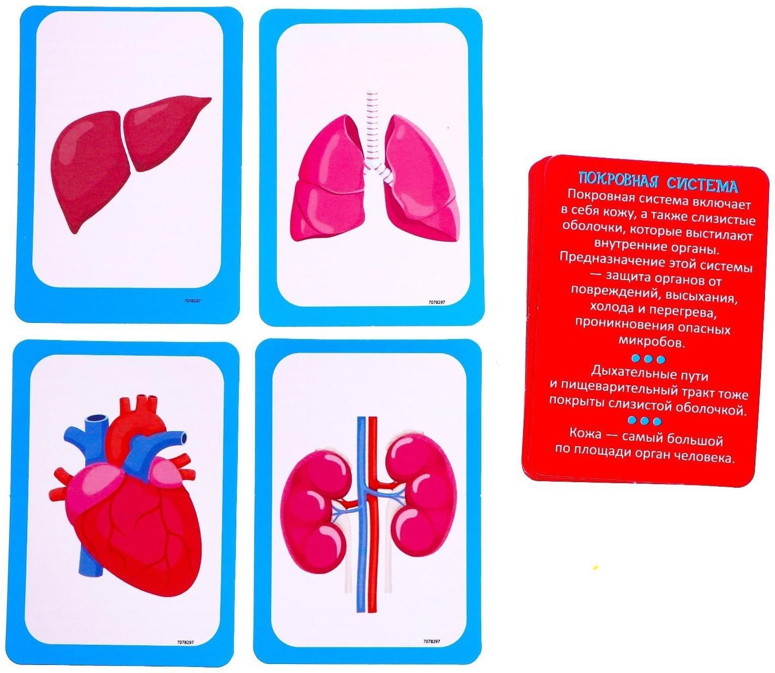 Набор для опытов «Научный набор 2В1», модель тела человека и лабораторная посуда