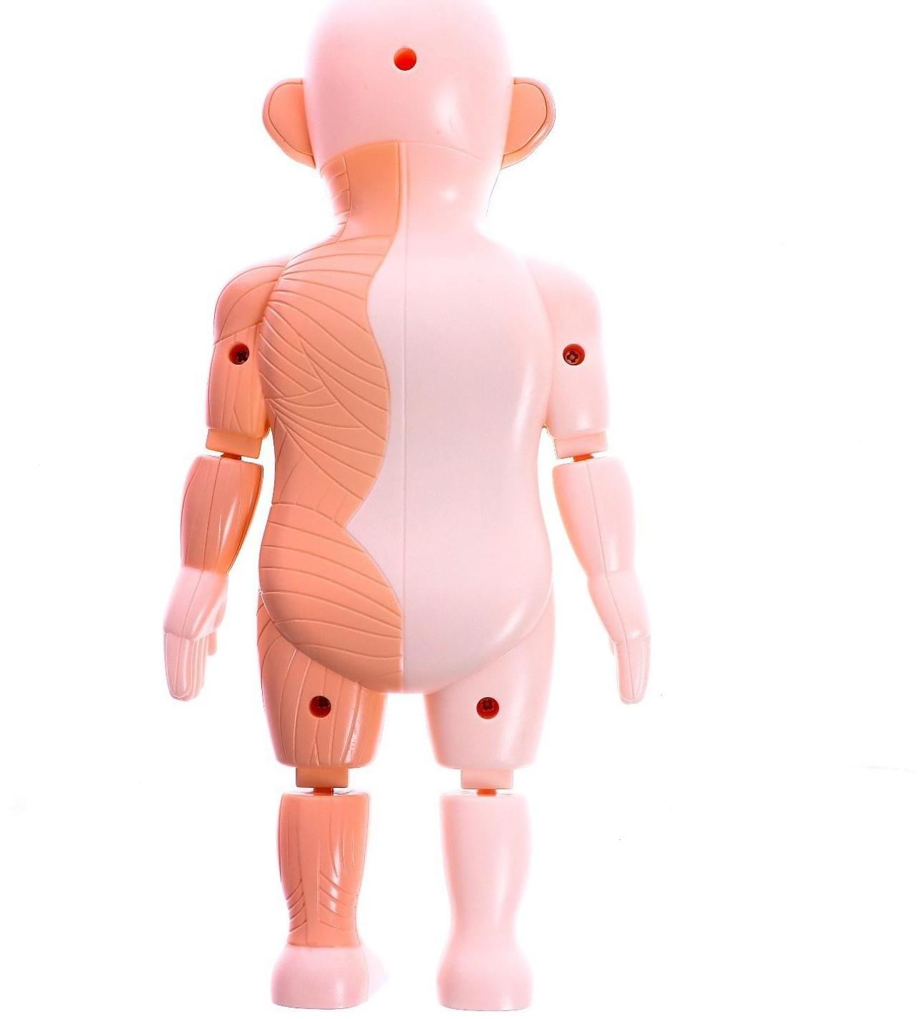 Набор для опытов «Научный набор 2В1», модель тела человека и лабораторная посуда