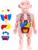 Набор для опытов «Научный набор 2В1», модель тела человека и лабораторная посуда