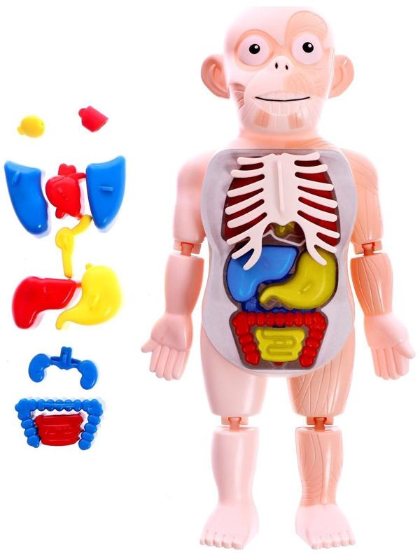 Набор для опытов «Научный набор 2В1», модель тела человека и лабораторная посуда
