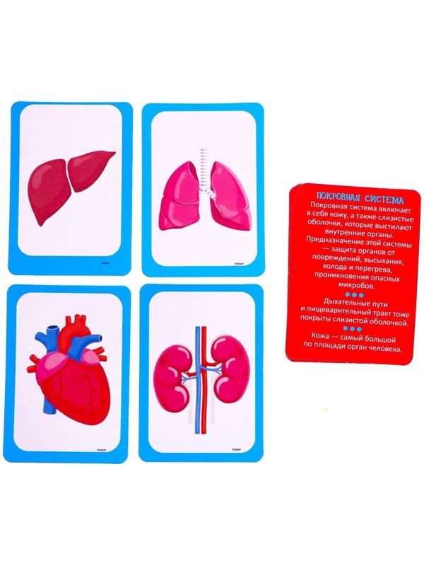 Набор для опытов «Научный набор 2В1», модель тела человека и лабораторная посуда