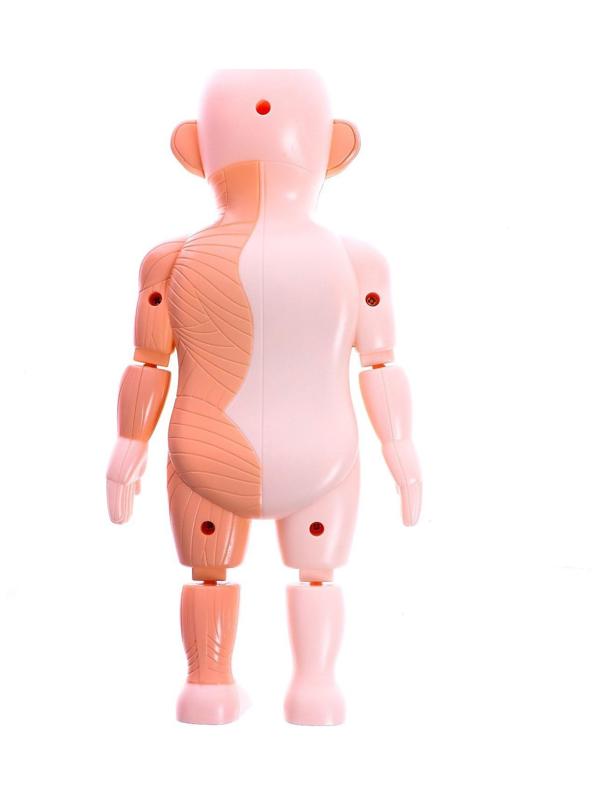 Набор для опытов «Научный набор 2В1», модель тела человека и лабораторная посуда