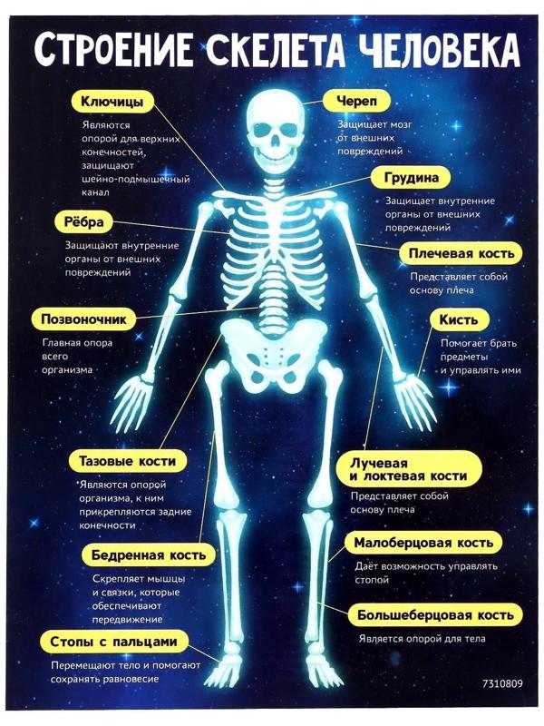 Набор для опытов «Скелет человека»