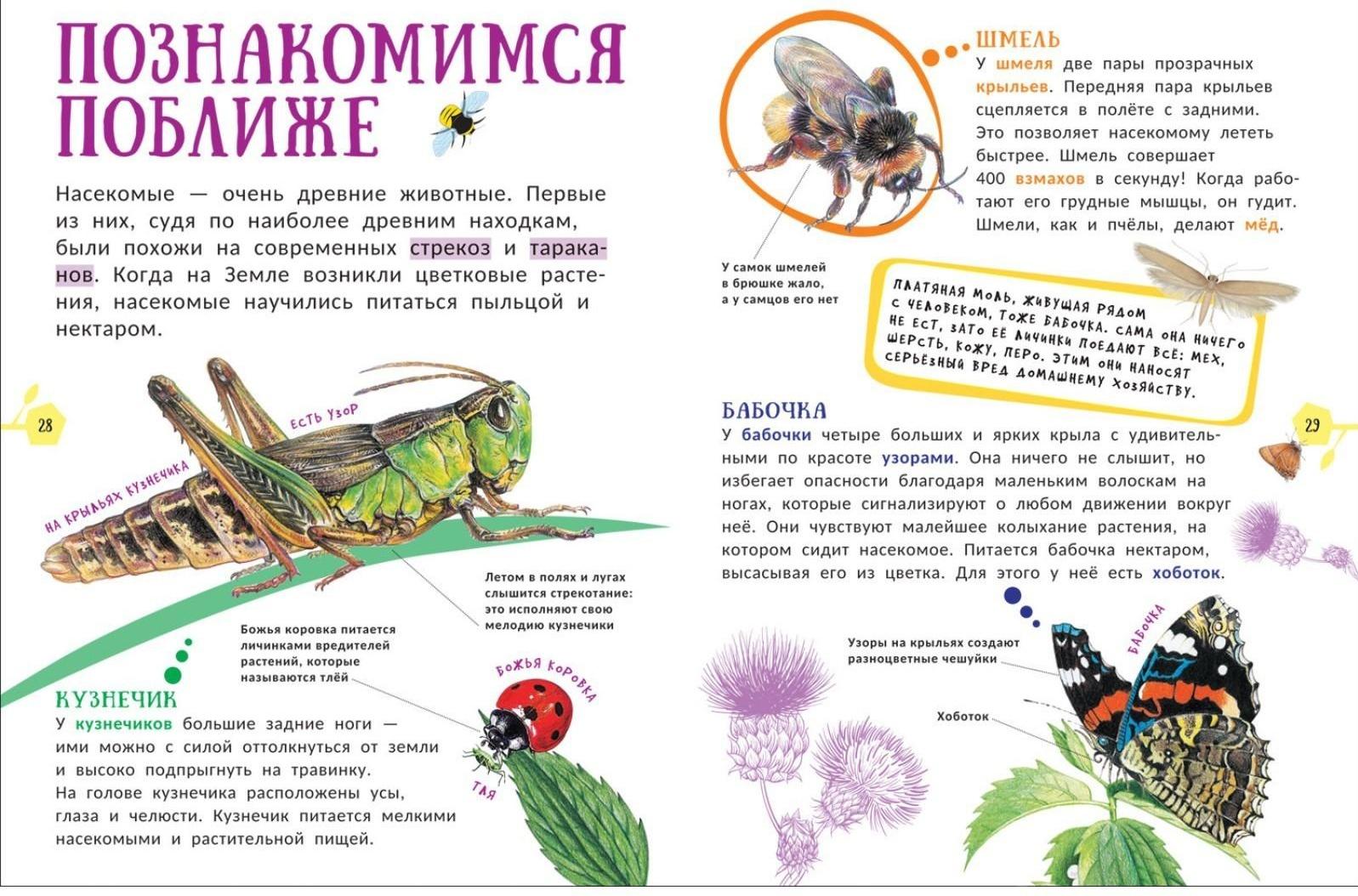 Гигантская энциклопедия для самых маленьких «Животные»