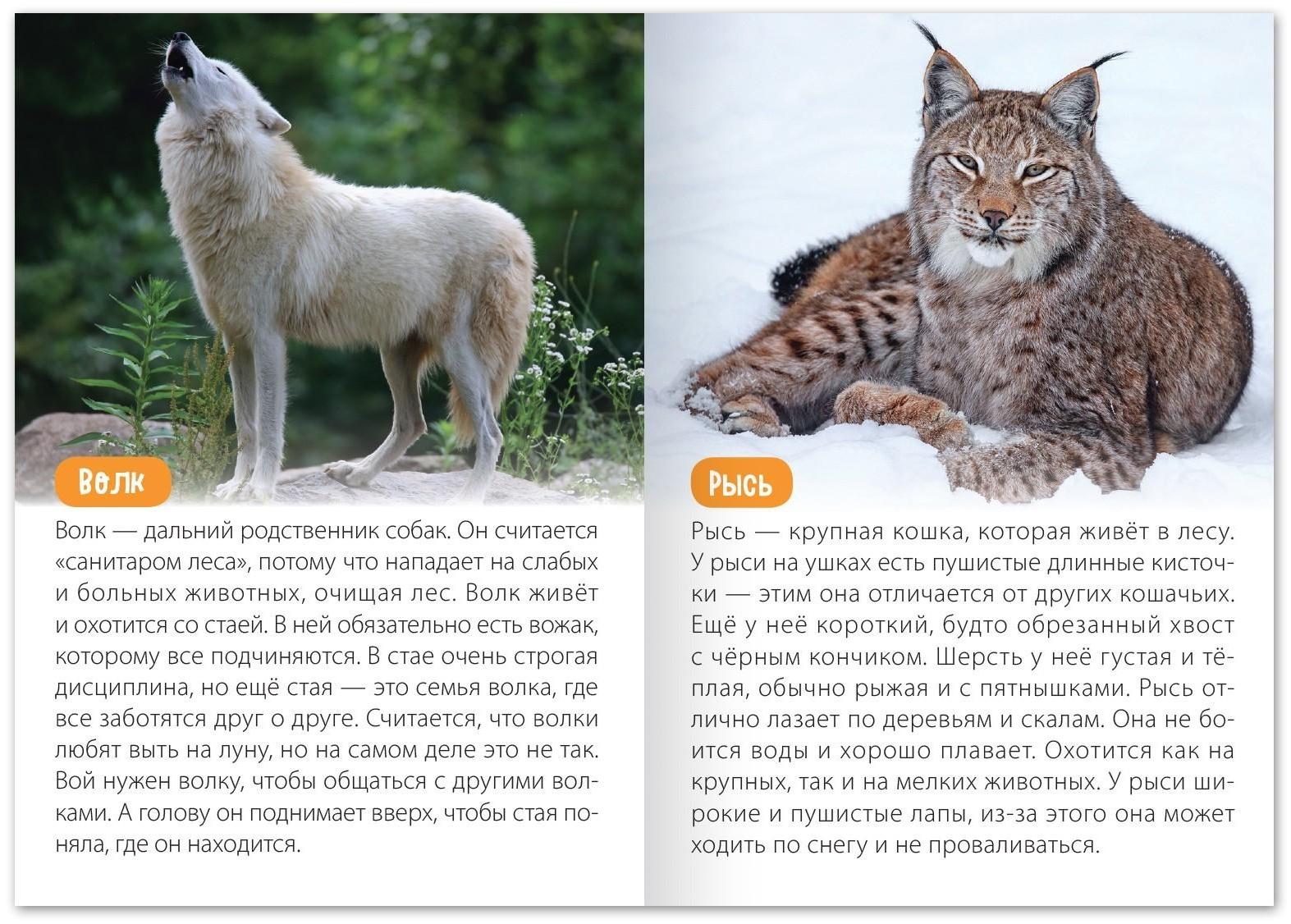 Обучающая книга «Животные Евразии», 20 стр.