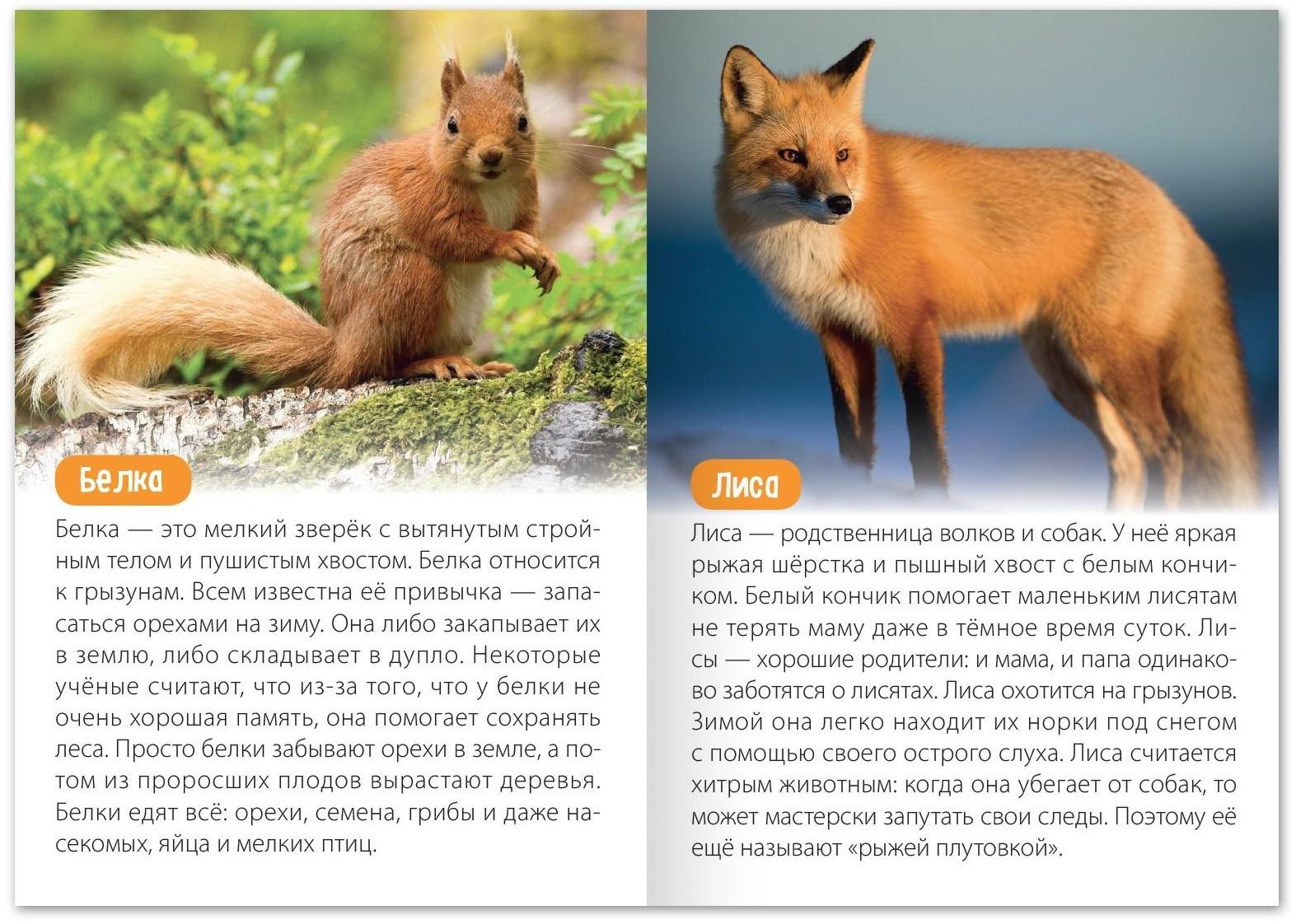 Обучающая книга «Животные Евразии», 20 стр.