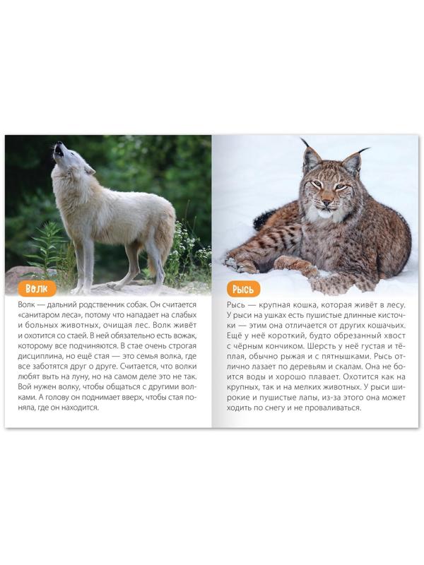 Обучающая книга «Животные Евразии», 20 стр.