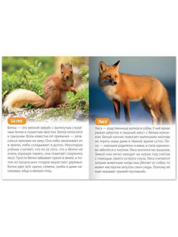 Обучающая книга «Животные Евразии», 20 стр.