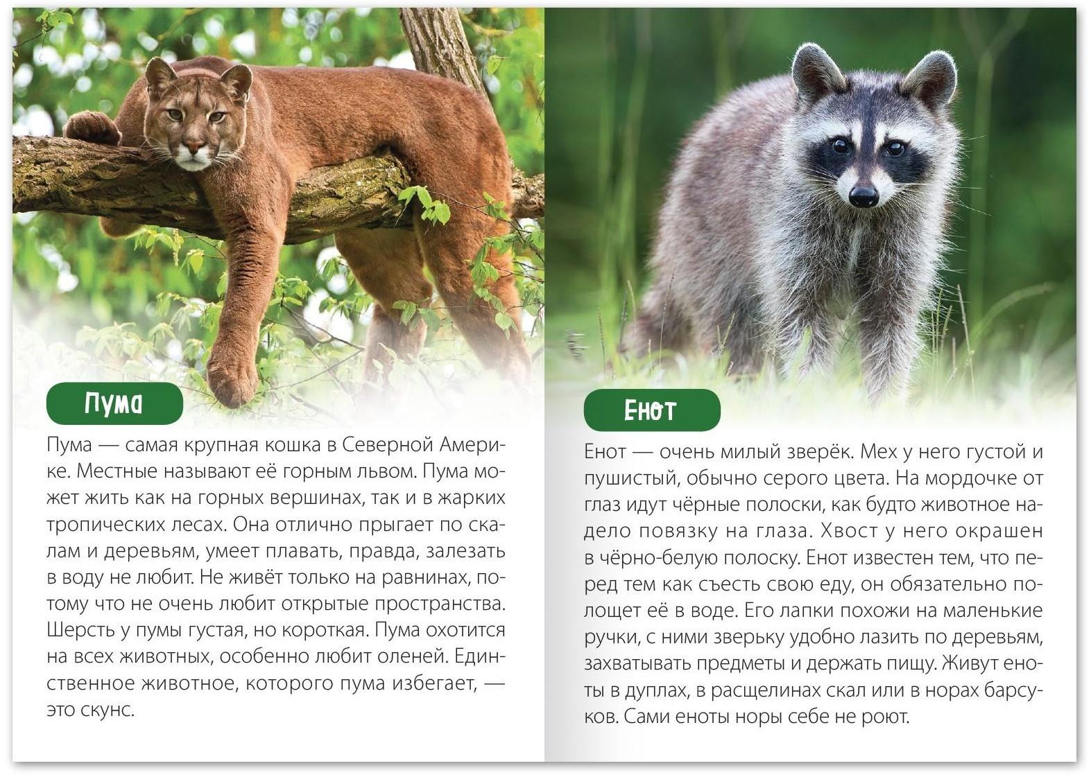 Обучающая книга «Животные Северной Америки», 20 стр.