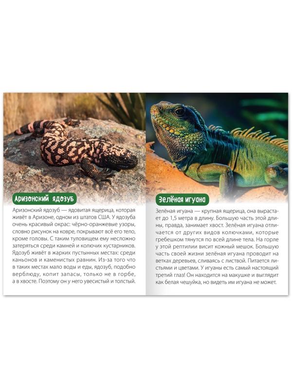 Обучающая книга «Животные Северной Америки», 20 стр.