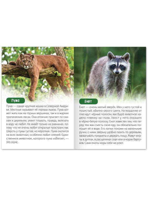 Обучающая книга «Животные Северной Америки», 20 стр.