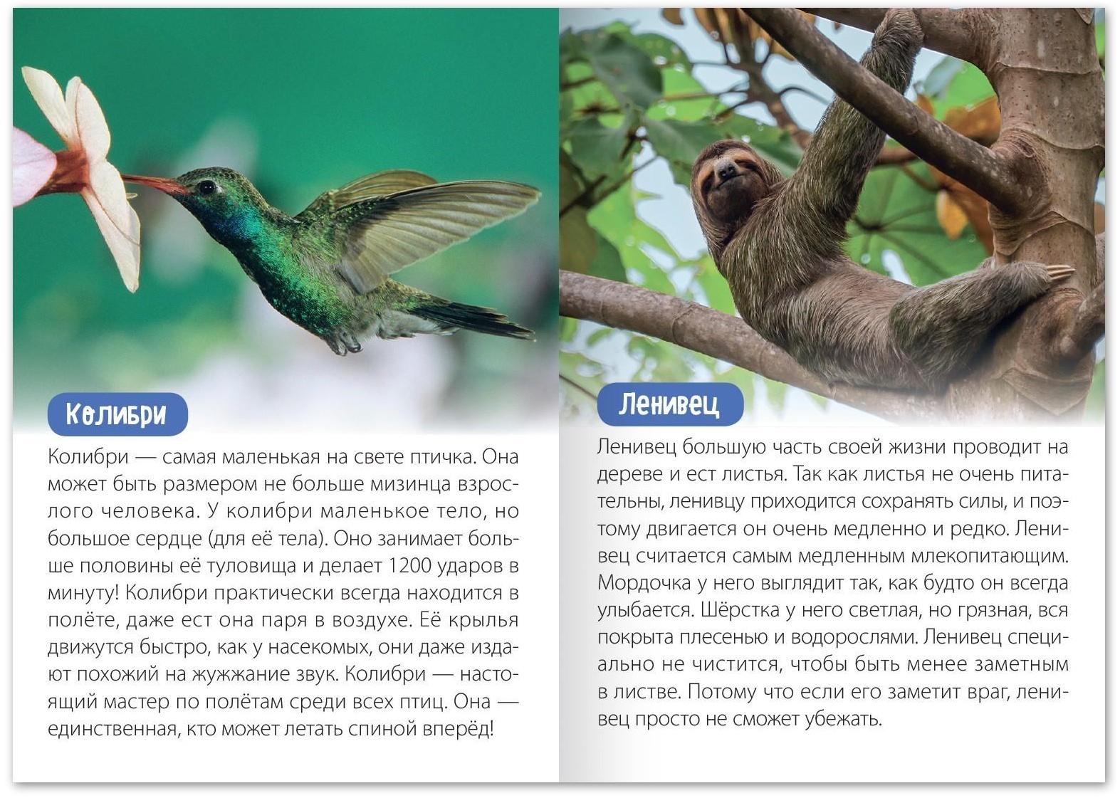 Обучающая книга «Животные Южной Америки», 20 стр.