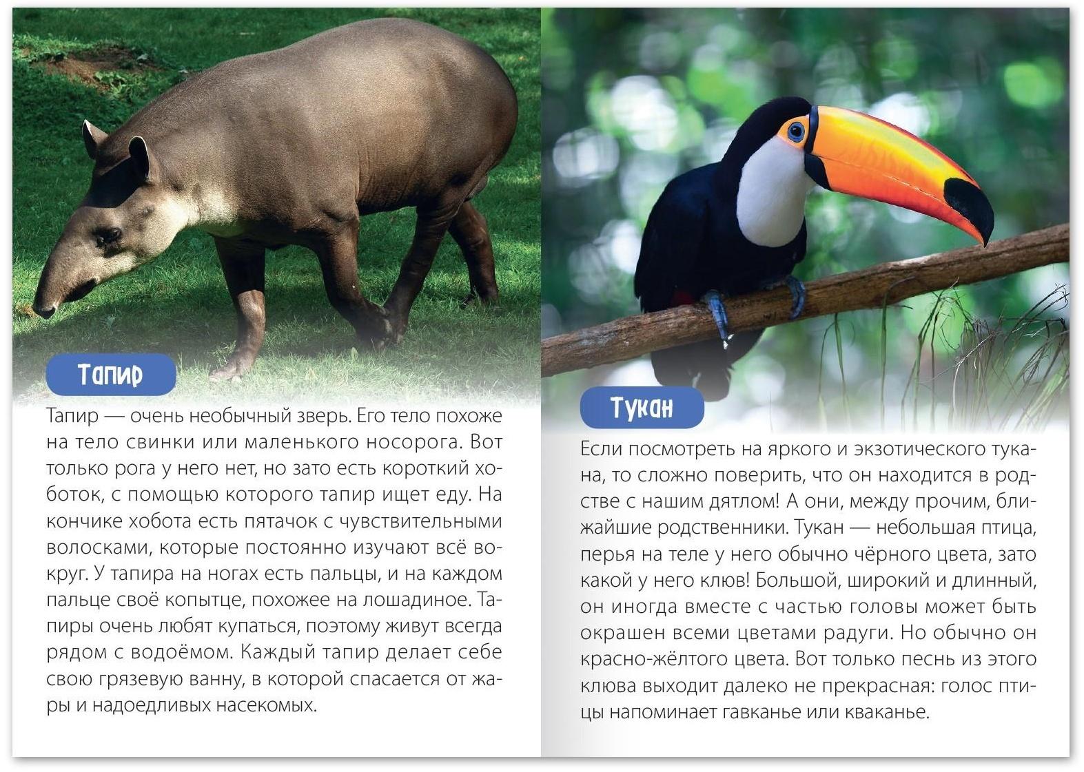 Обучающая книга «Животные Южной Америки», 20 стр.