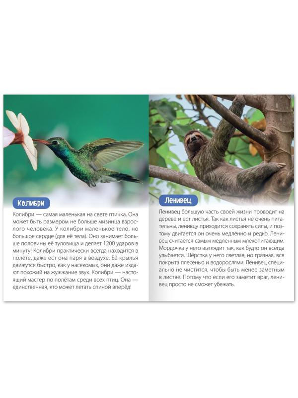 Обучающая книга «Животные Южной Америки», 20 стр.