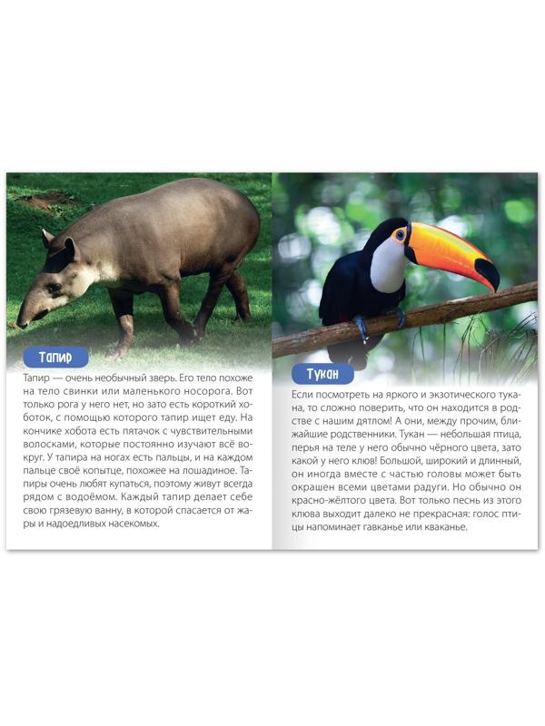 Обучающая книга «Животные Южной Америки», 20 стр.