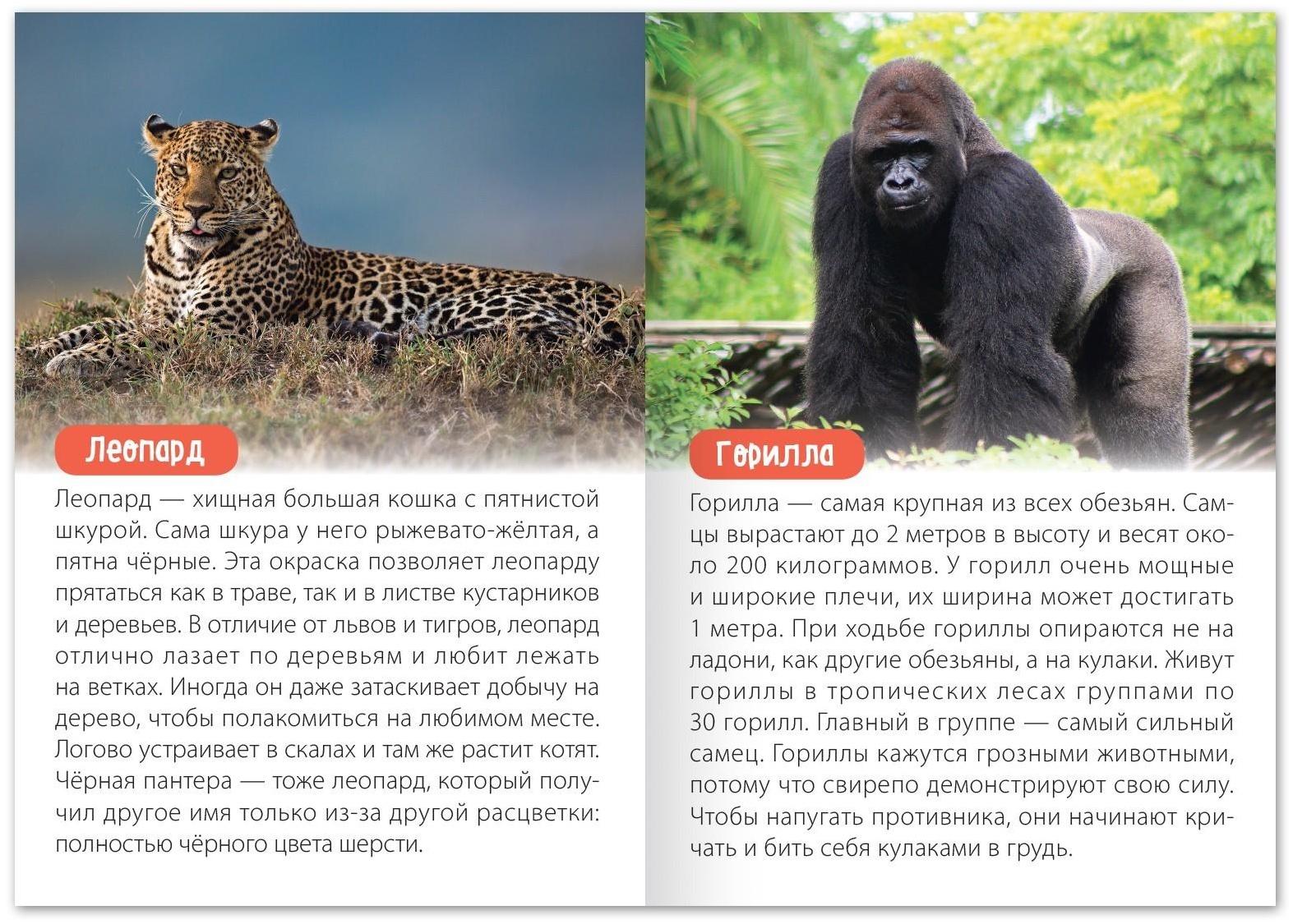 Набор обучающих книг «Узнаём вместе. Животные нашей планеты», 4 шт. по 20 стр.