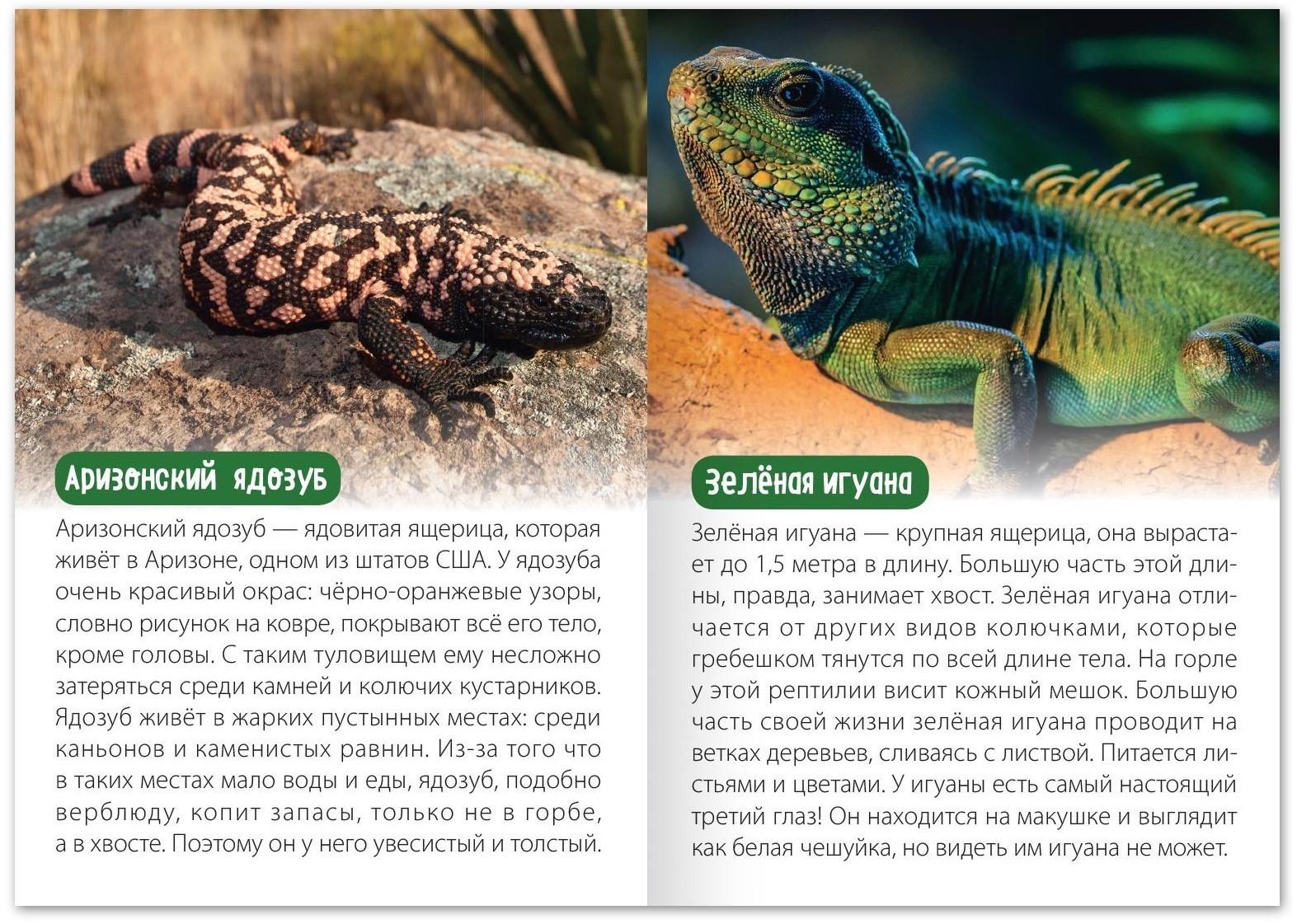 Набор обучающих книг «Узнаём вместе. Животные нашей планеты», 4 шт. по 20 стр.