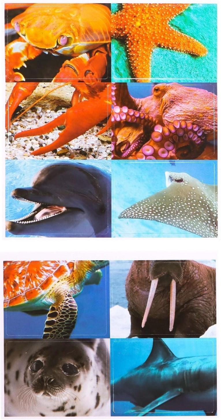 Набор фигурок животных с обучающими карточками «Водные животные»