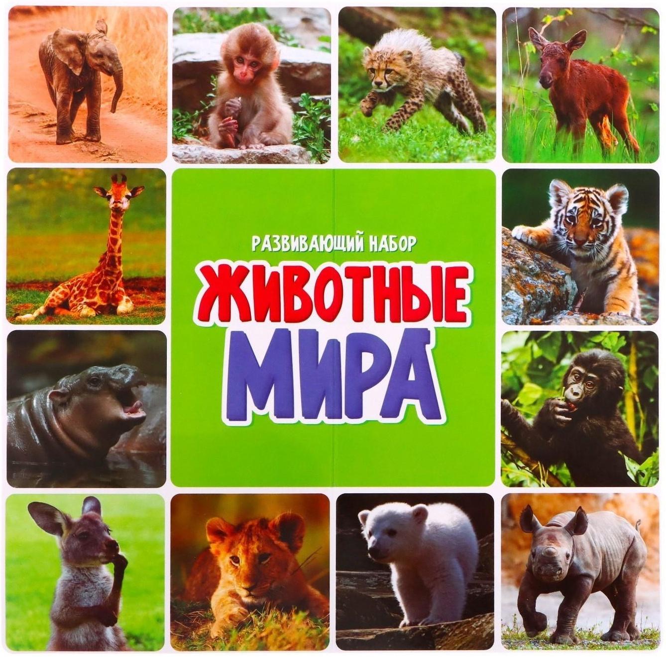 Набор фигурок животных с обучающими карточками «Животные мира»