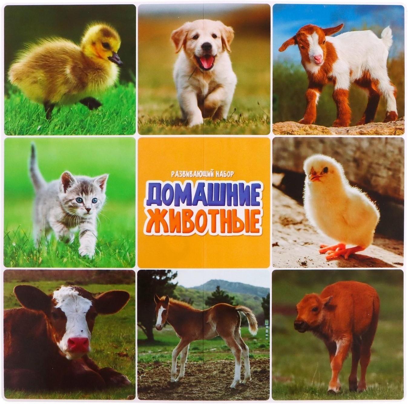 Набор фигурок животных с обучающими карточками «Домашние животные»
