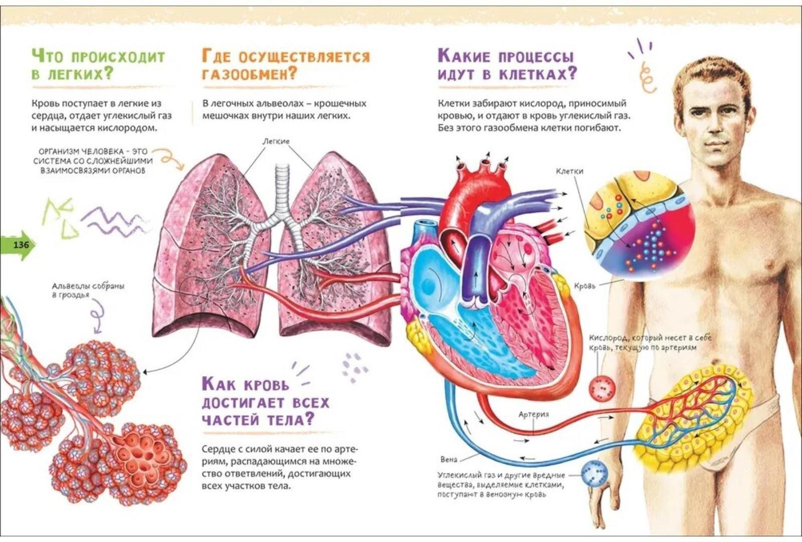Новая детская энциклопедия «Человек»