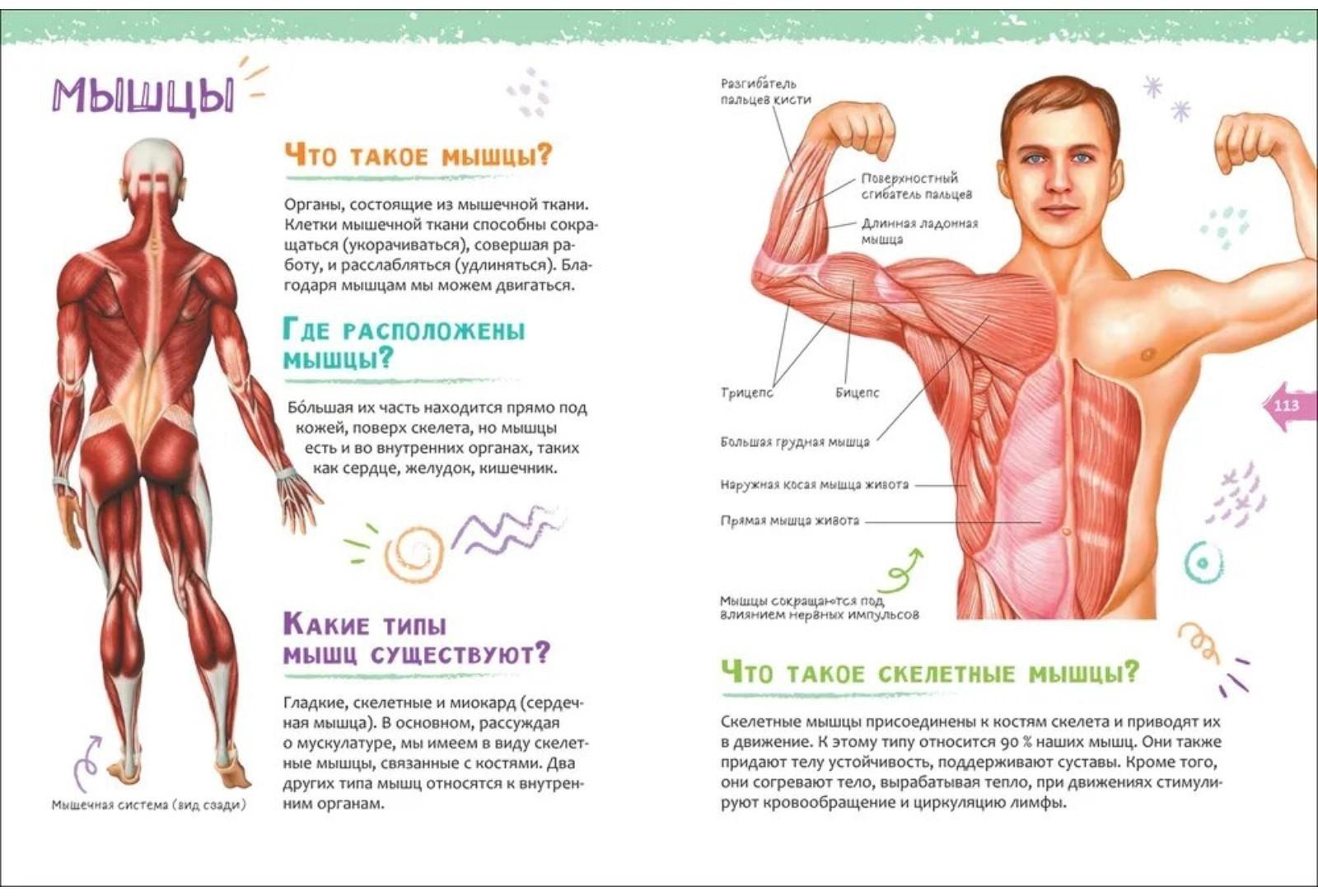 Новая детская энциклопедия «Человек»